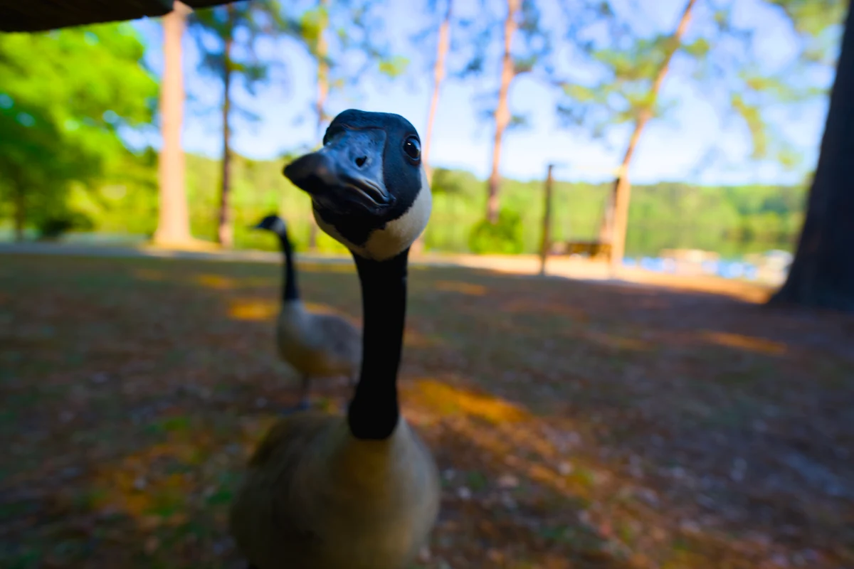 A curious goose looks into the camera, with another goose and sunlit trees behind it.