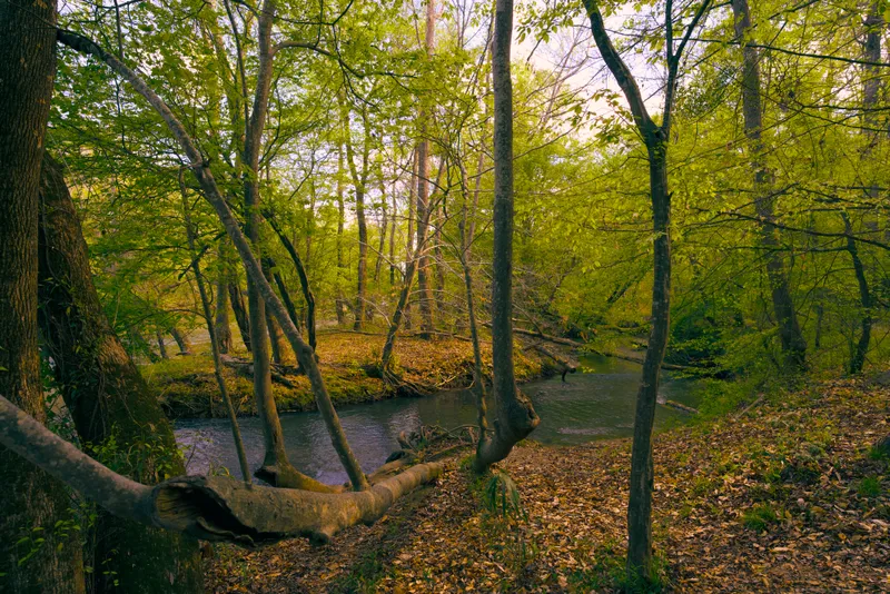 A creek winds through green woodland and fallen branches.